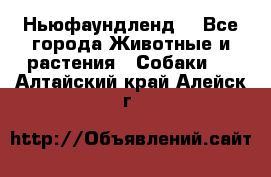 Ньюфаундленд  - Все города Животные и растения » Собаки   . Алтайский край,Алейск г.